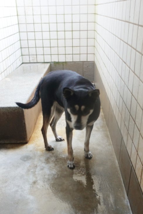 混種犬
