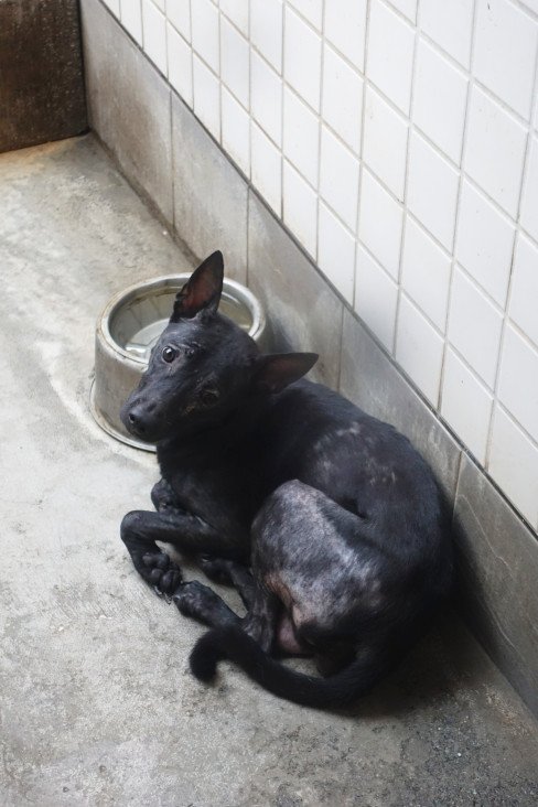 混種犬