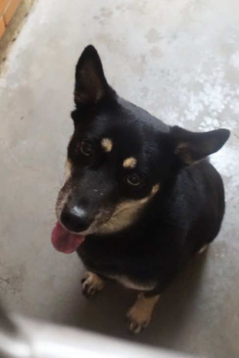 混種犬