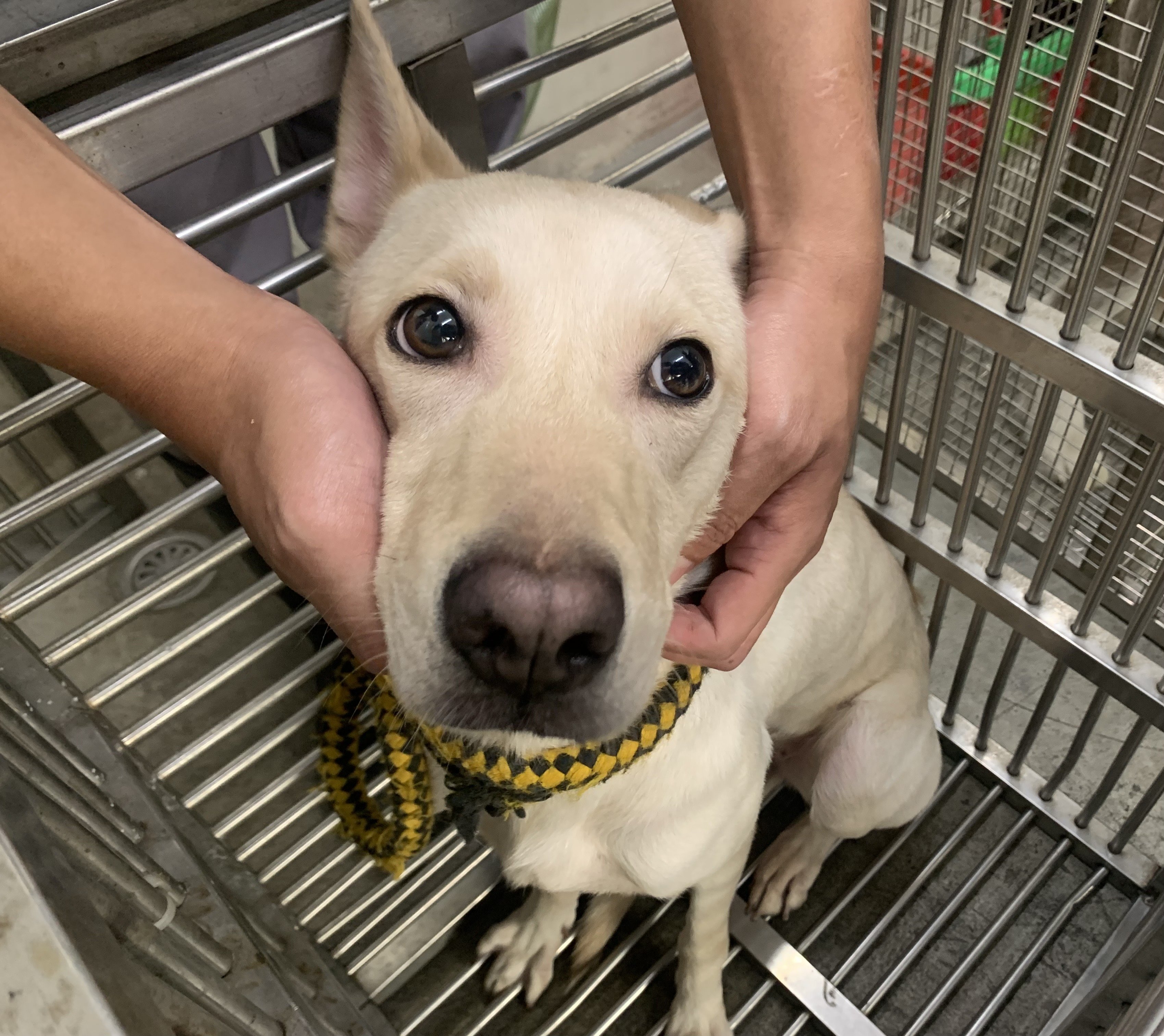 混種犬