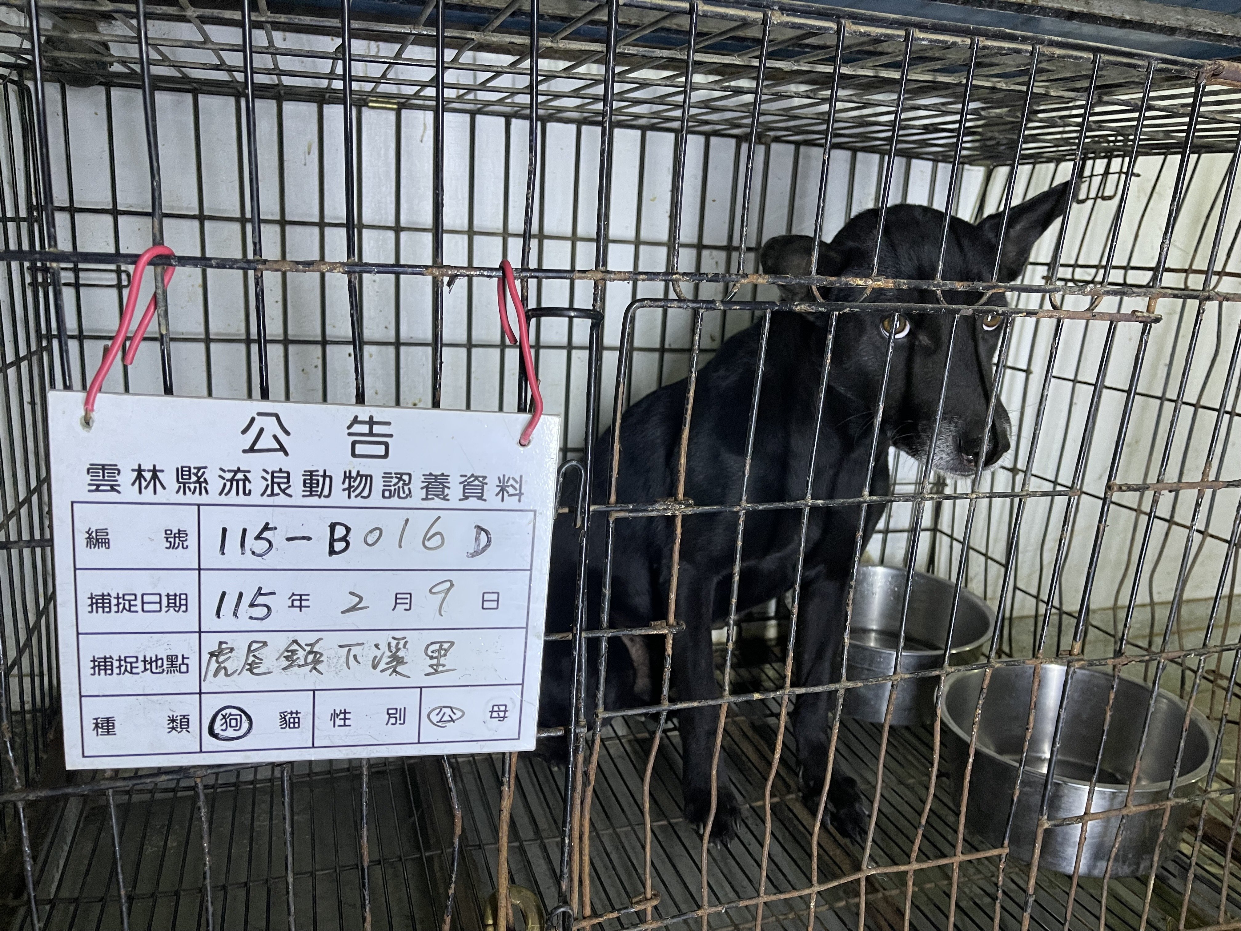 混種犬