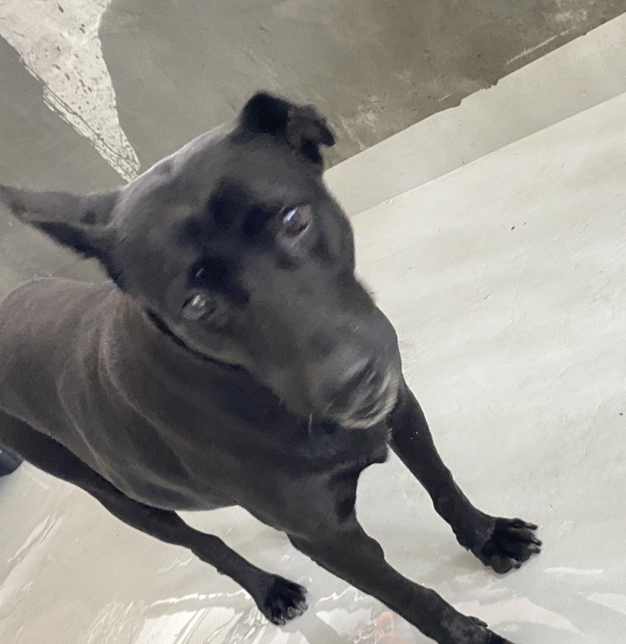 混種犬