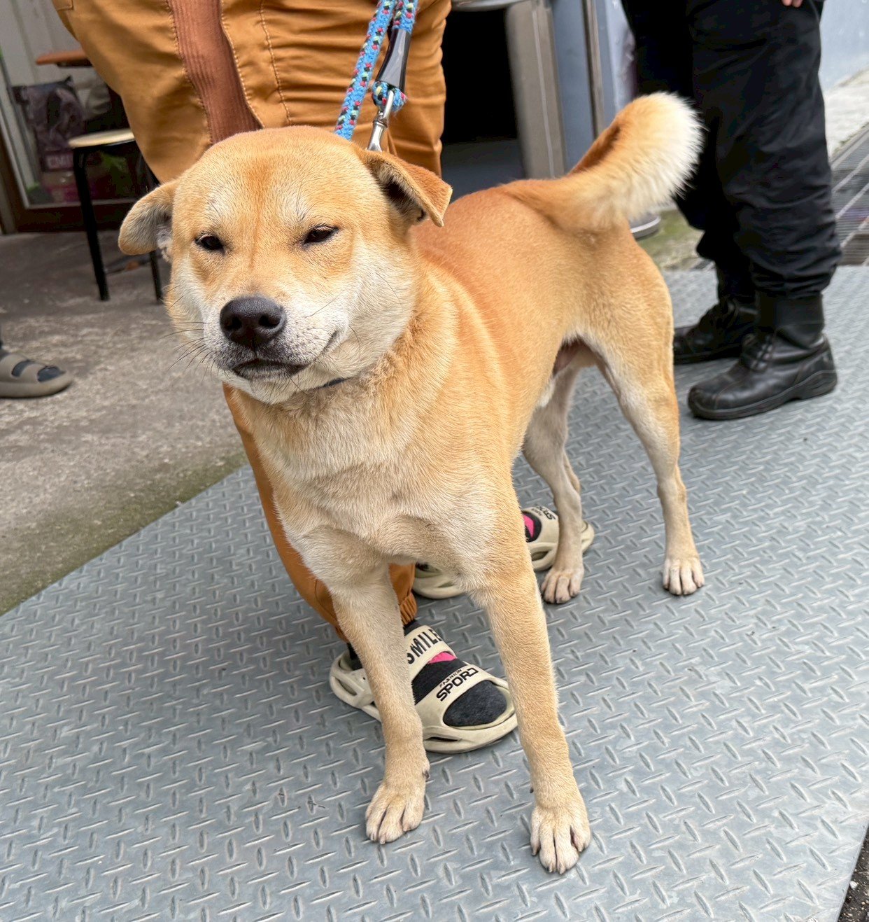 混種犬