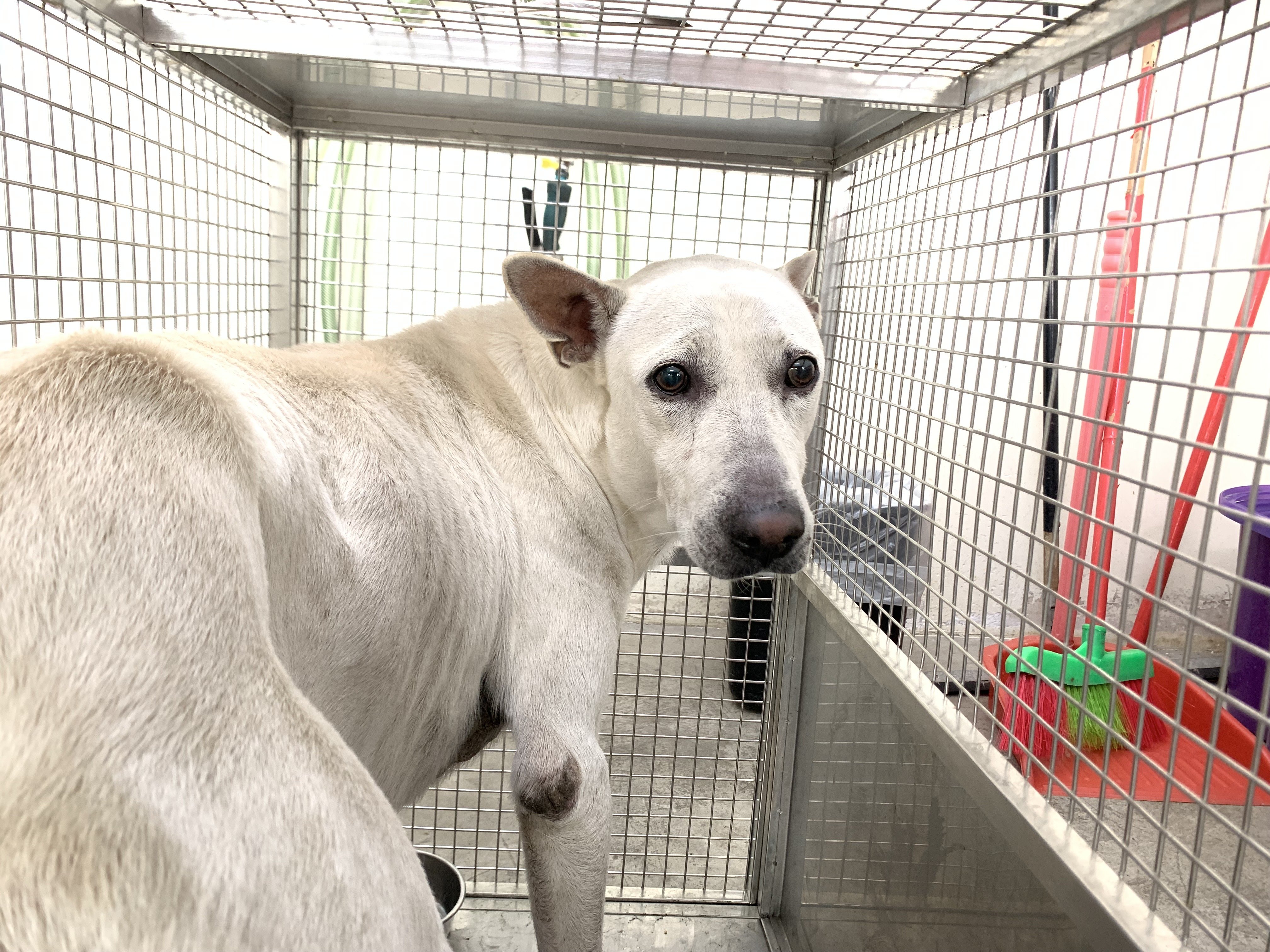 混種犬