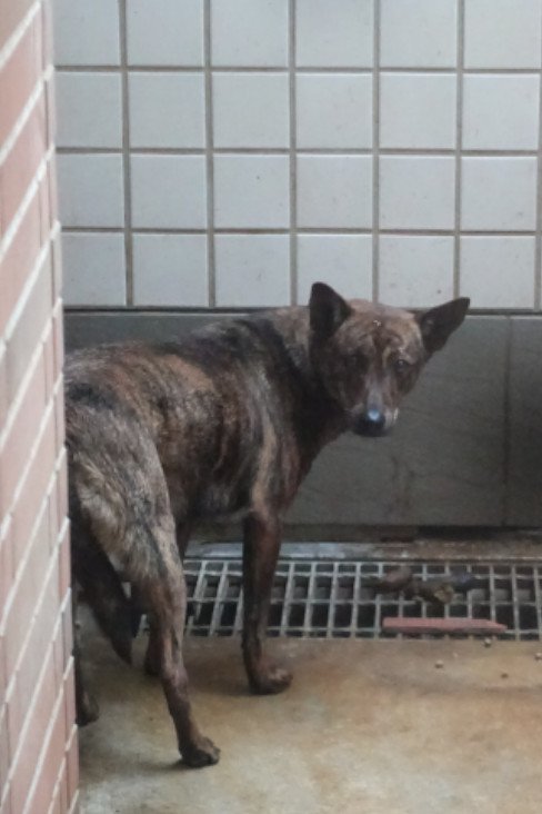 混種犬