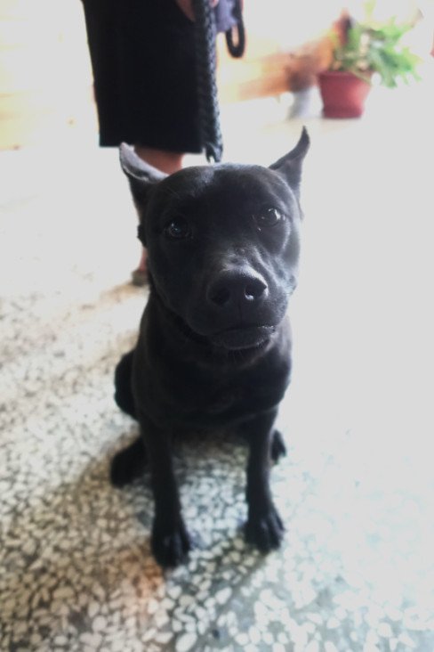 混種犬