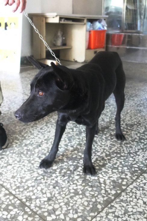 混種犬