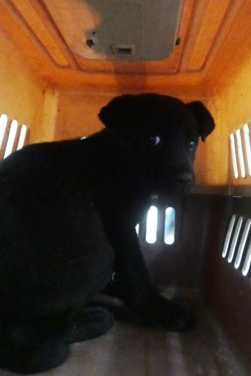 混種犬