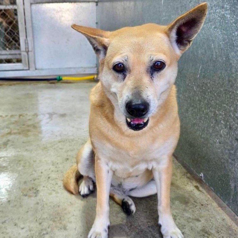 混種犬