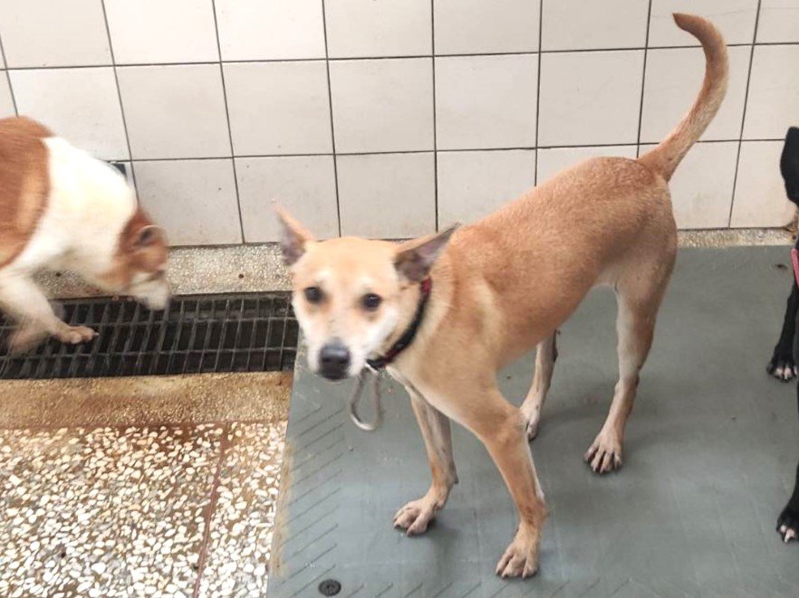 混種犬