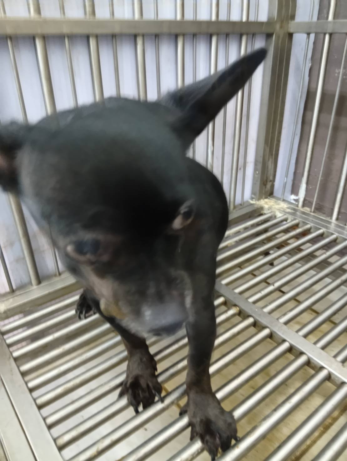 吉娃娃犬