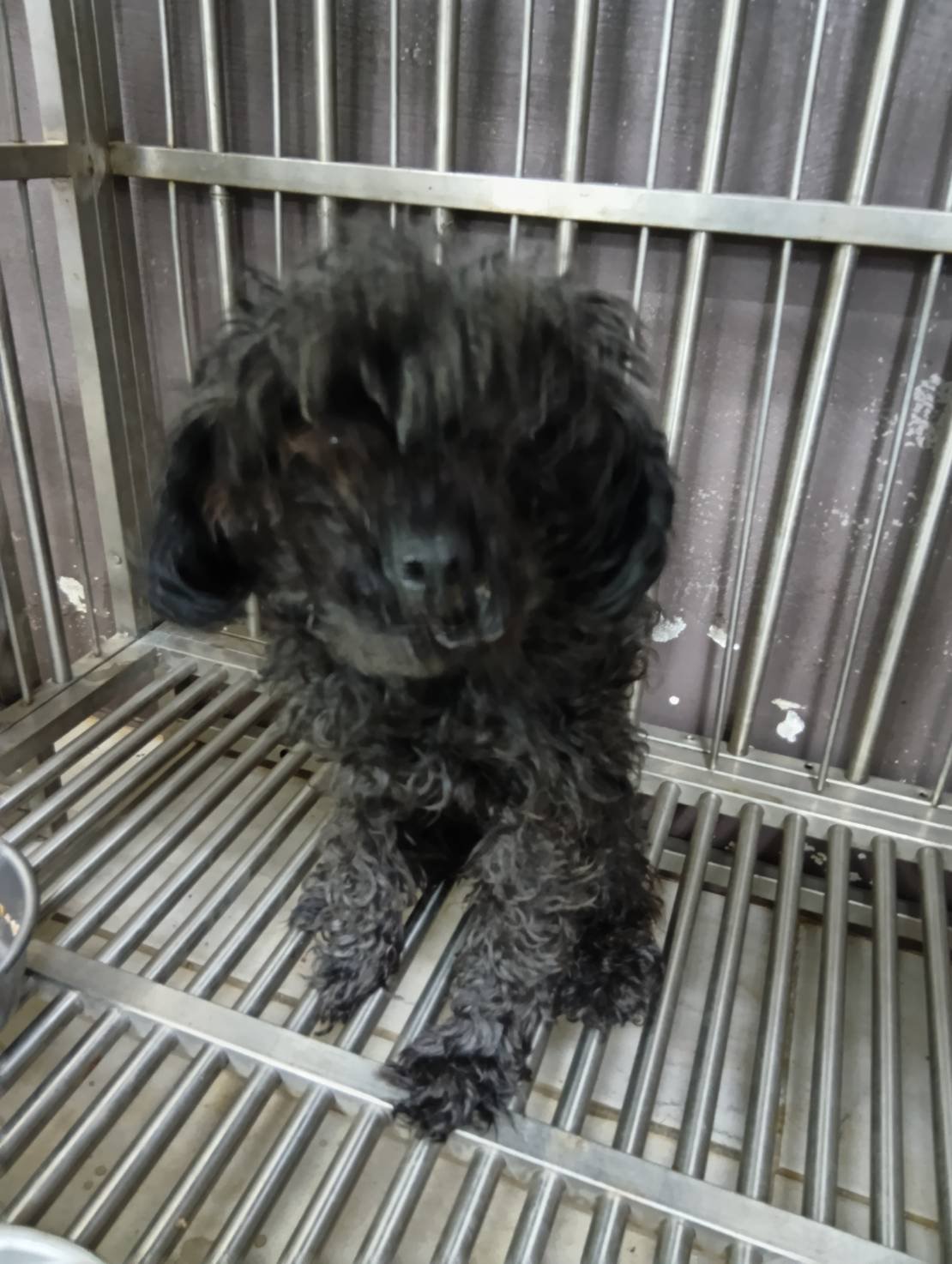 貴賓犬
