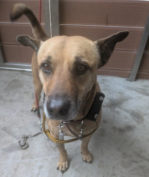 混種犬