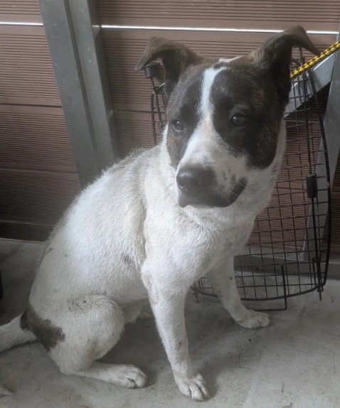 混種犬