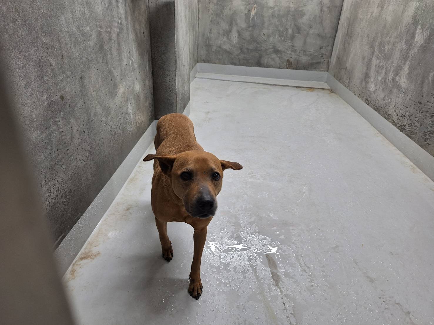 混種犬