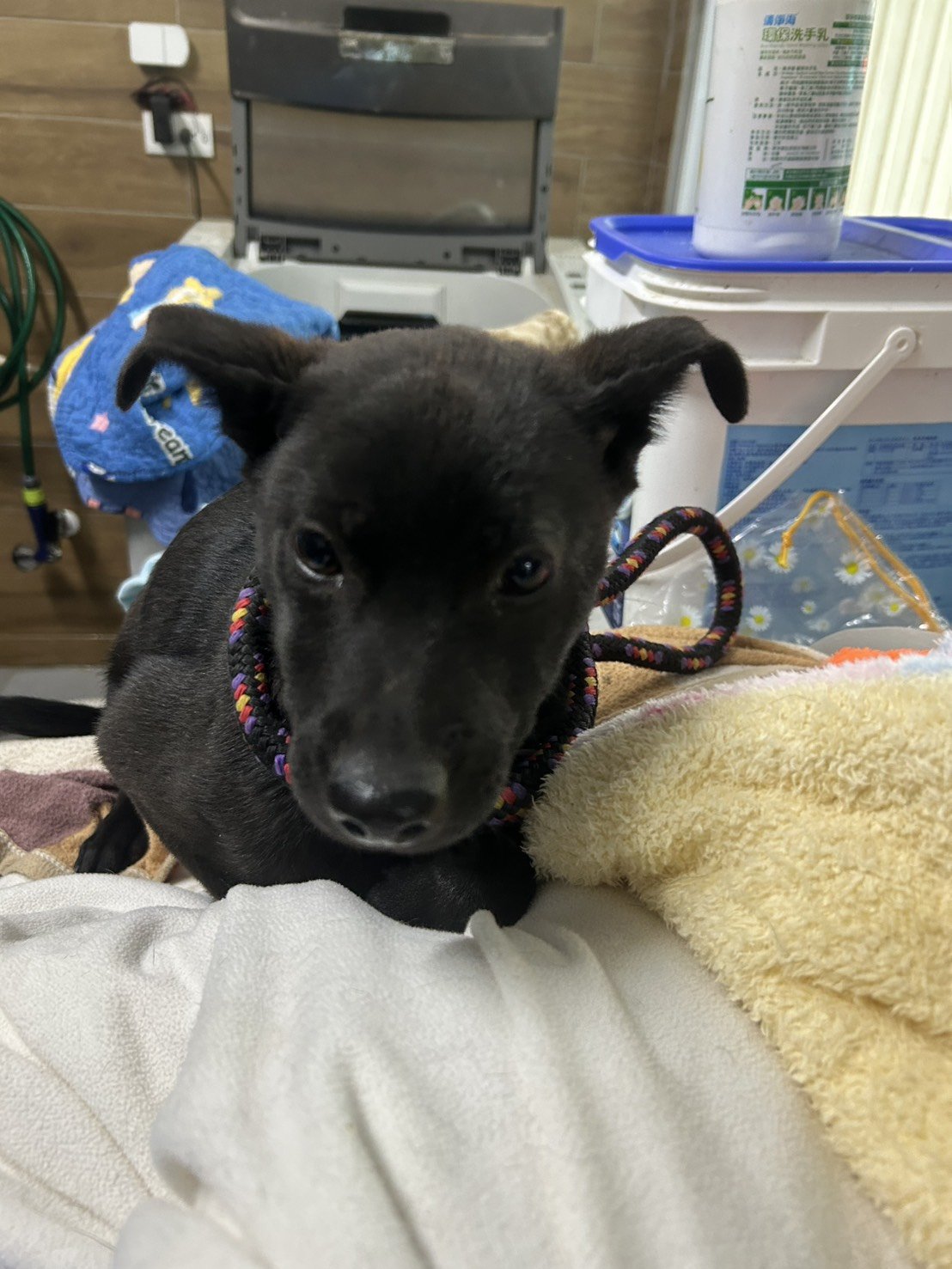 混種犬