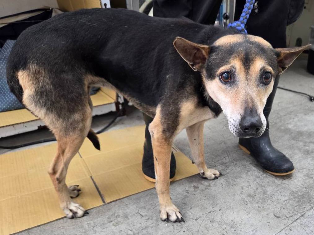 混種犬