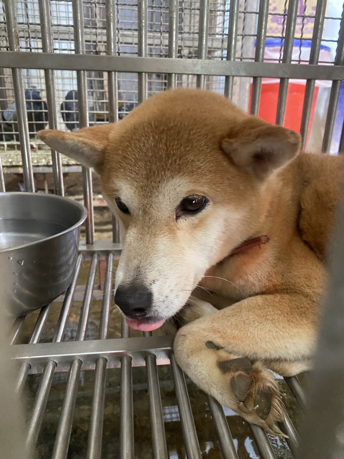 柴犬