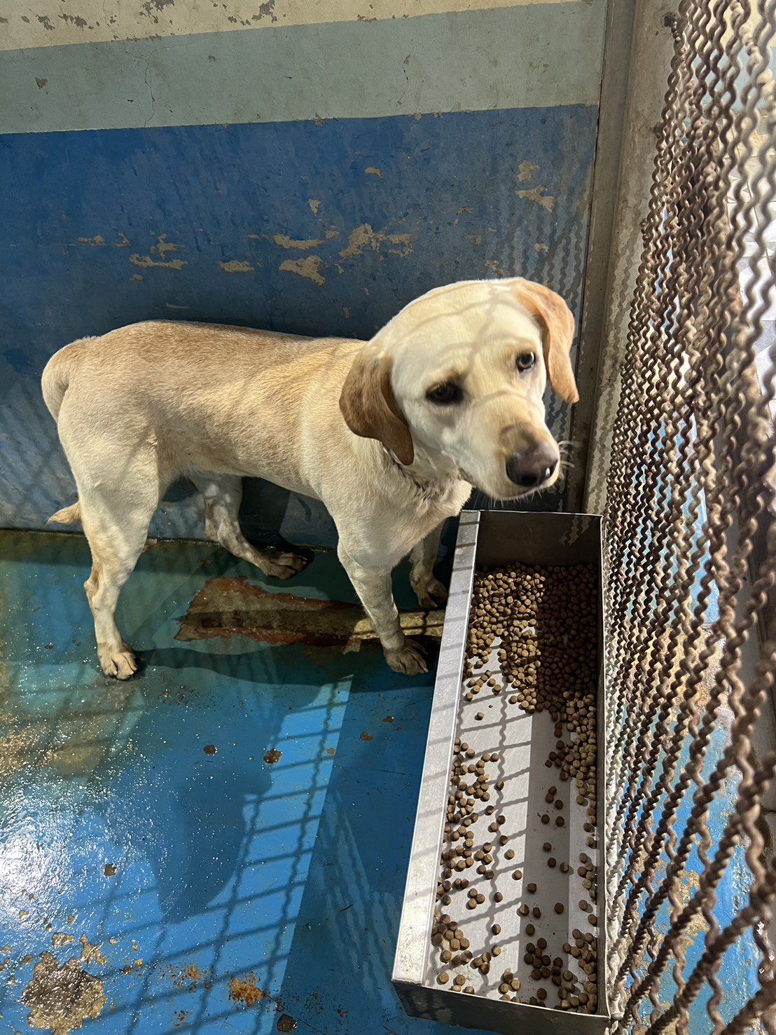 混種犬