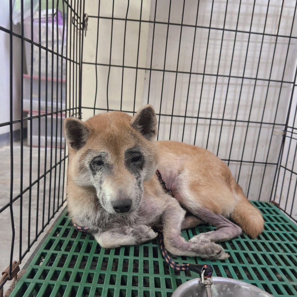 柴犬