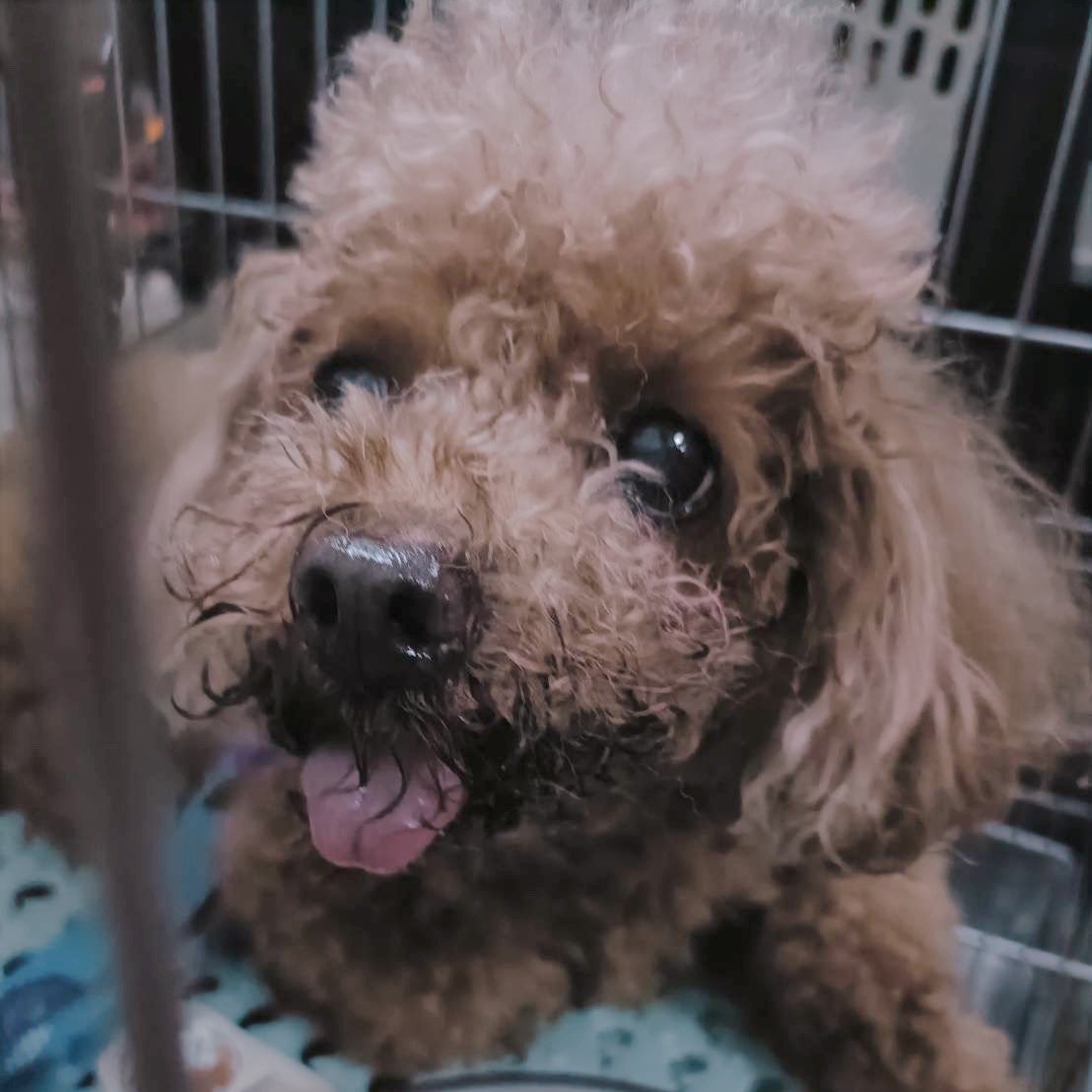 標準貴賓犬