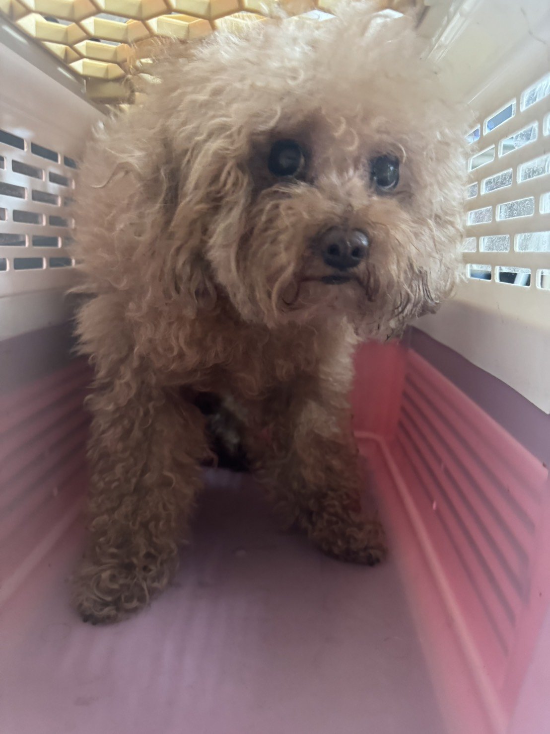 貴賓犬