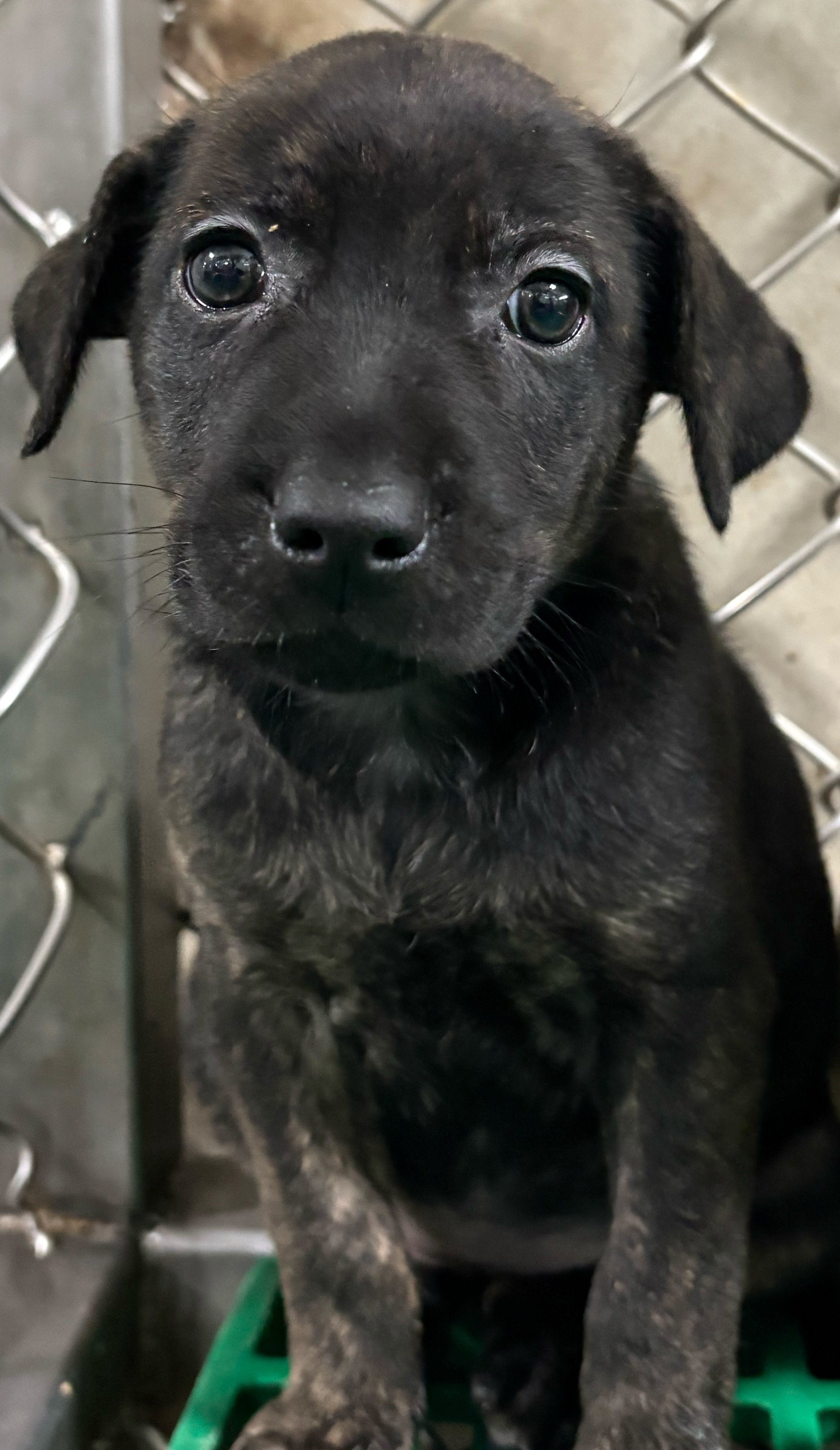 混種犬