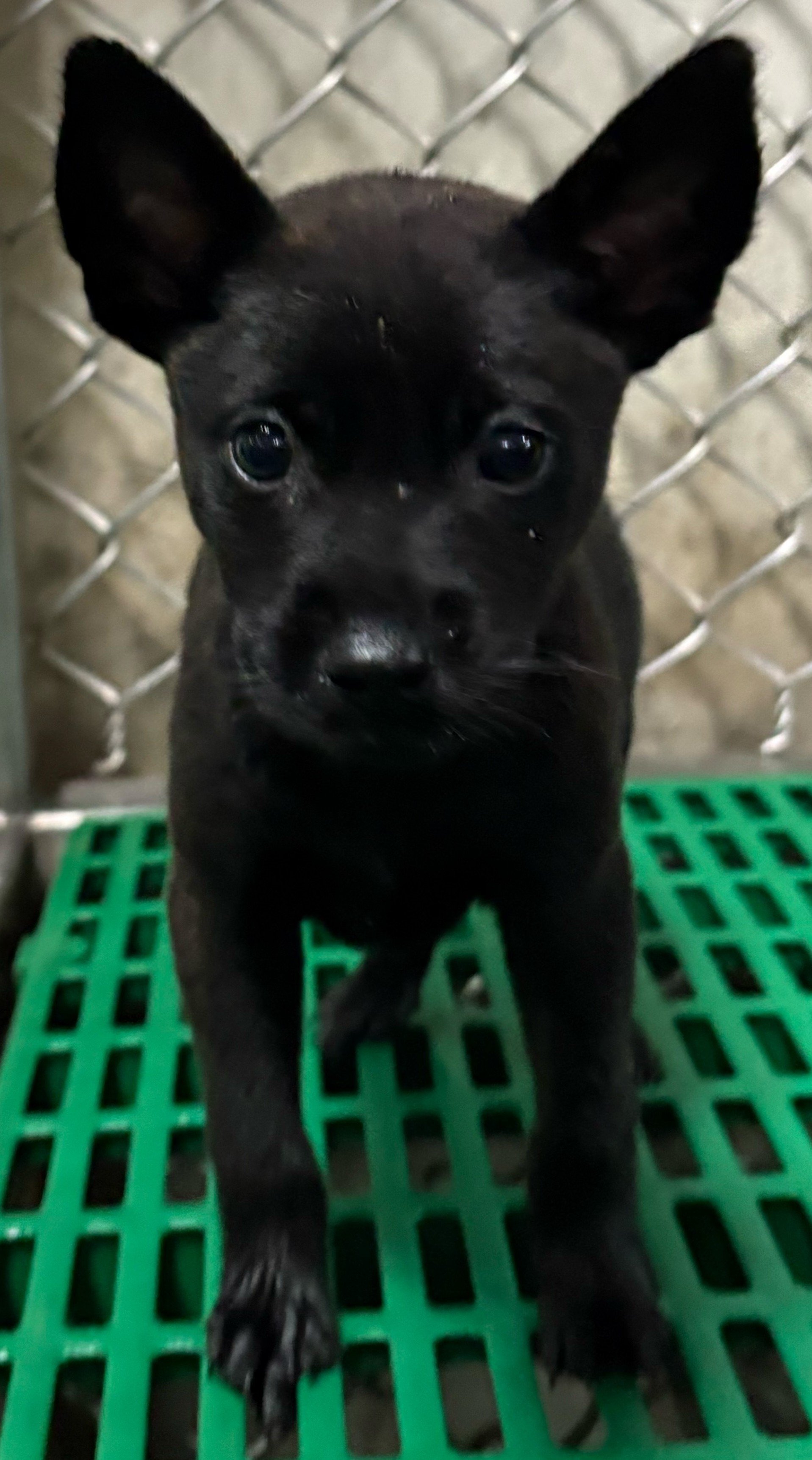 混種犬