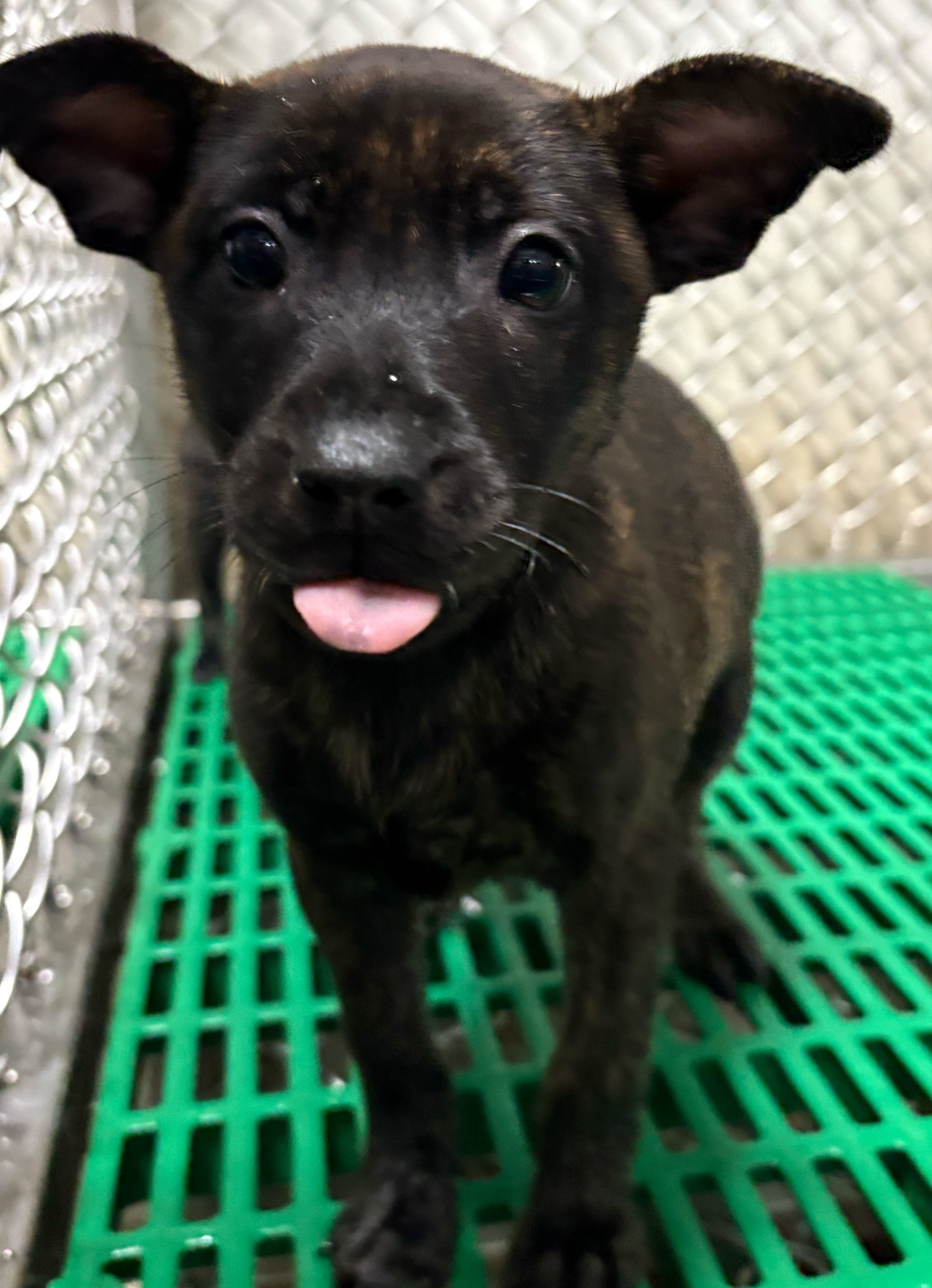 混種犬