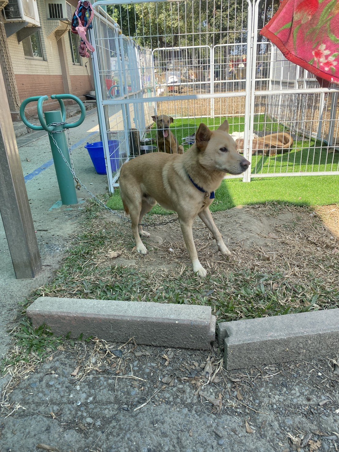 混種犬