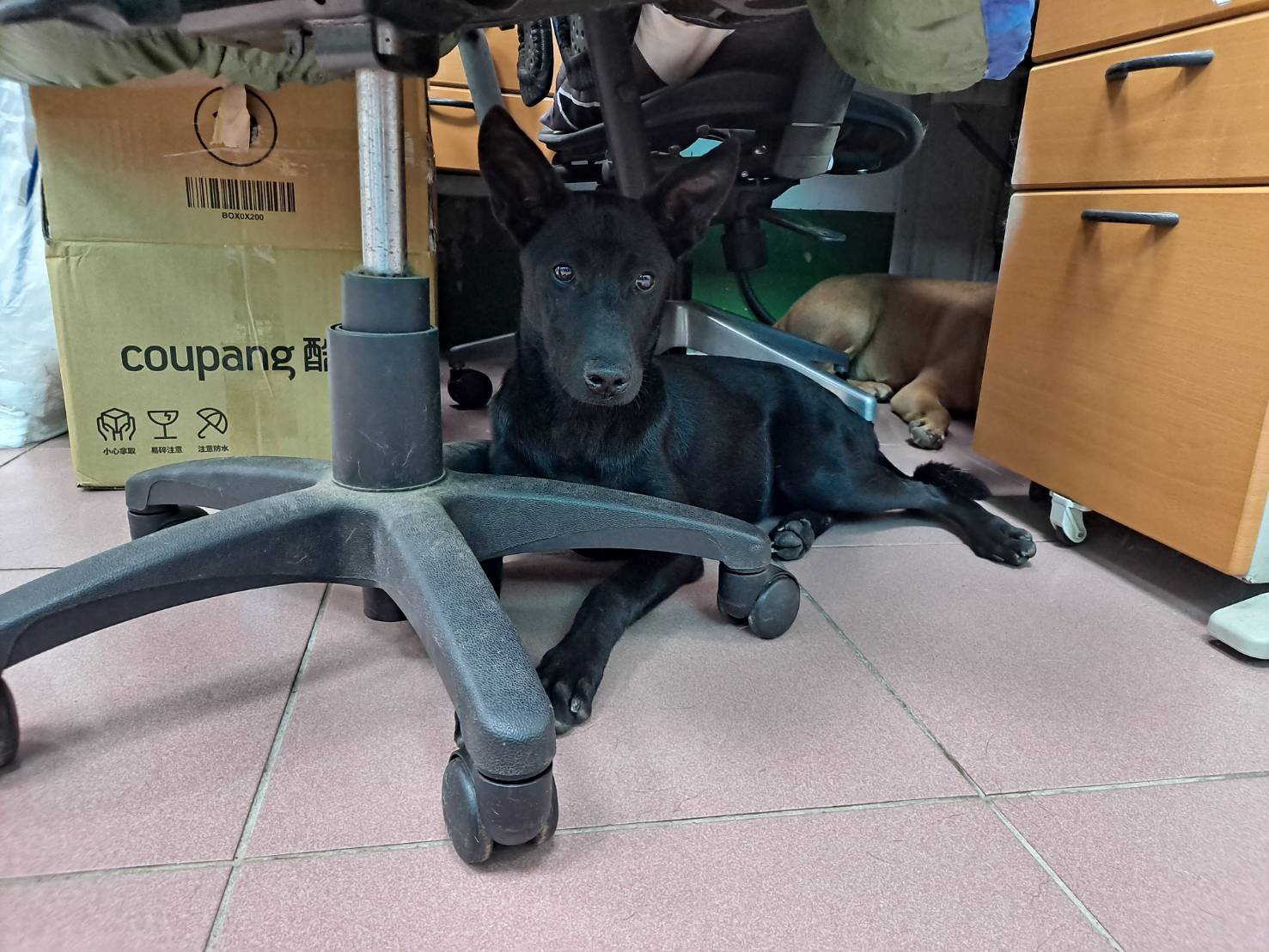 混種犬