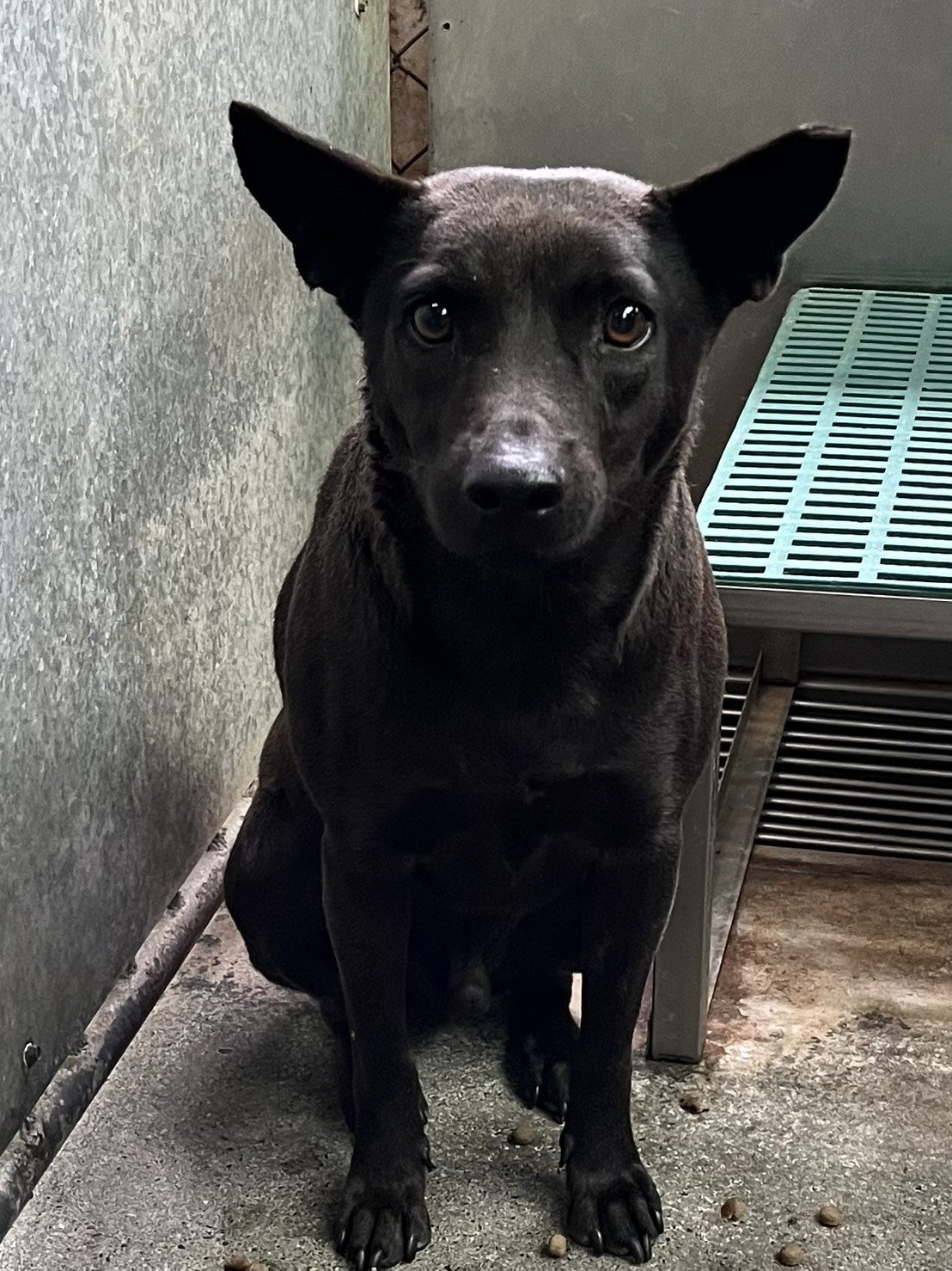 混種犬