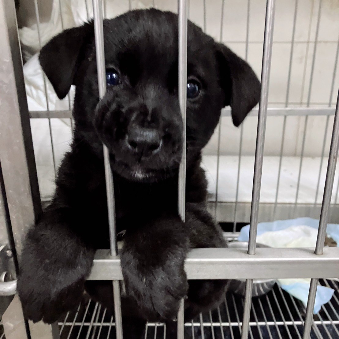 混種犬