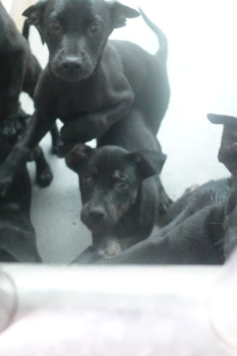 混種犬