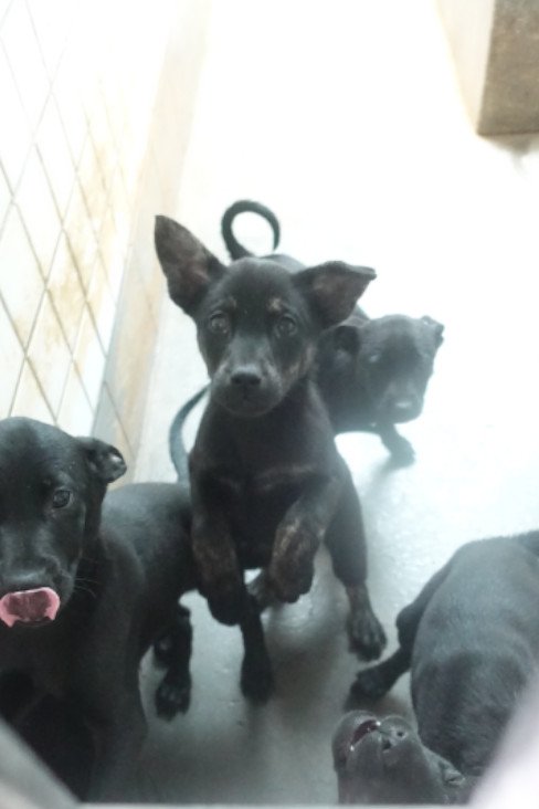 混種犬