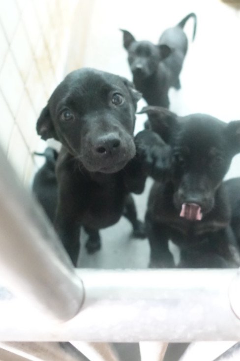 混種犬