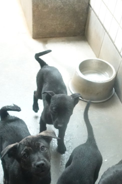 混種犬