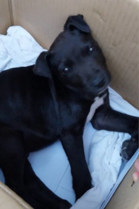 混種犬