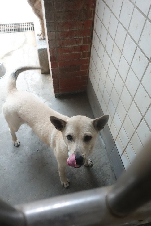 混種犬