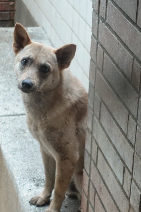 混種犬