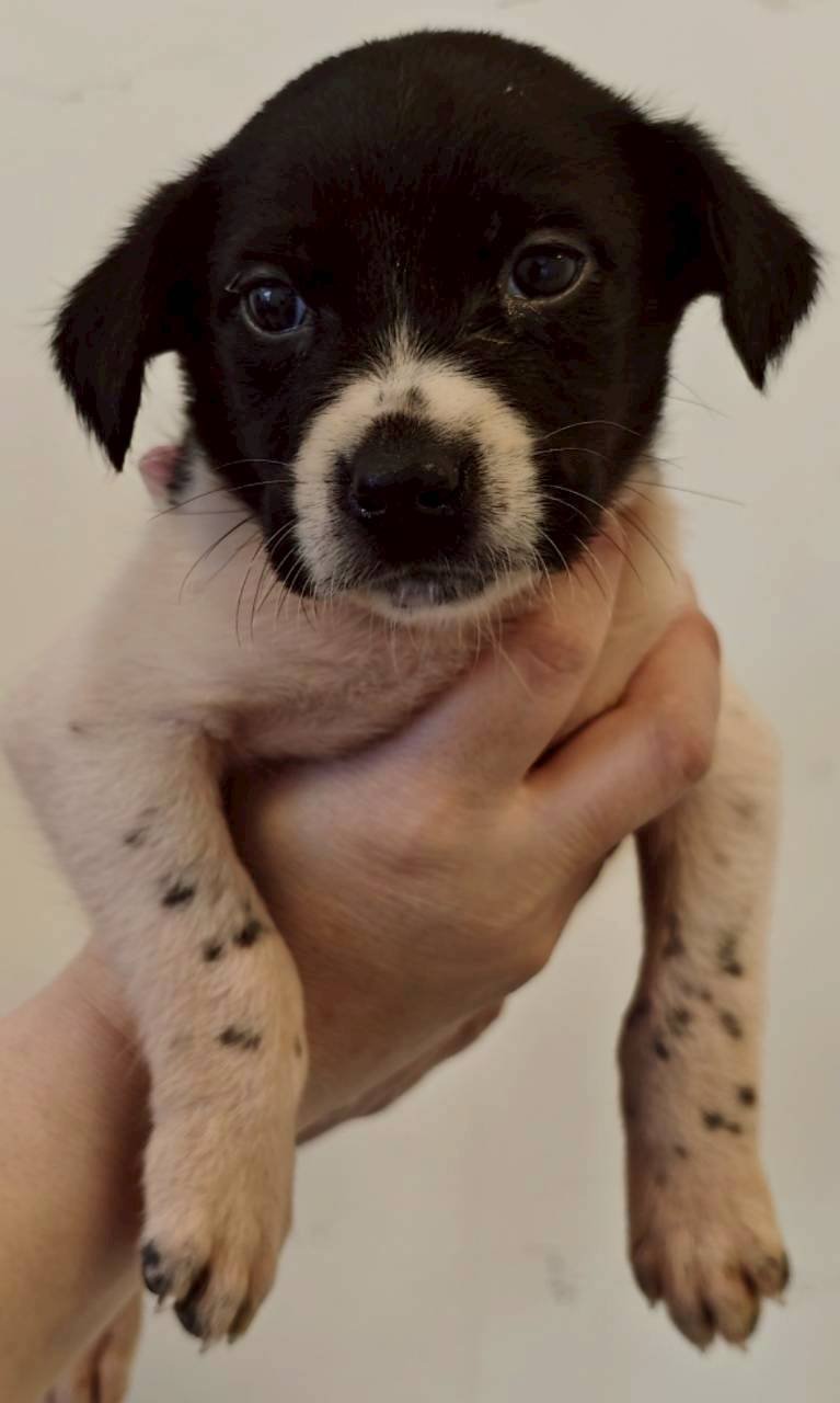 混種犬