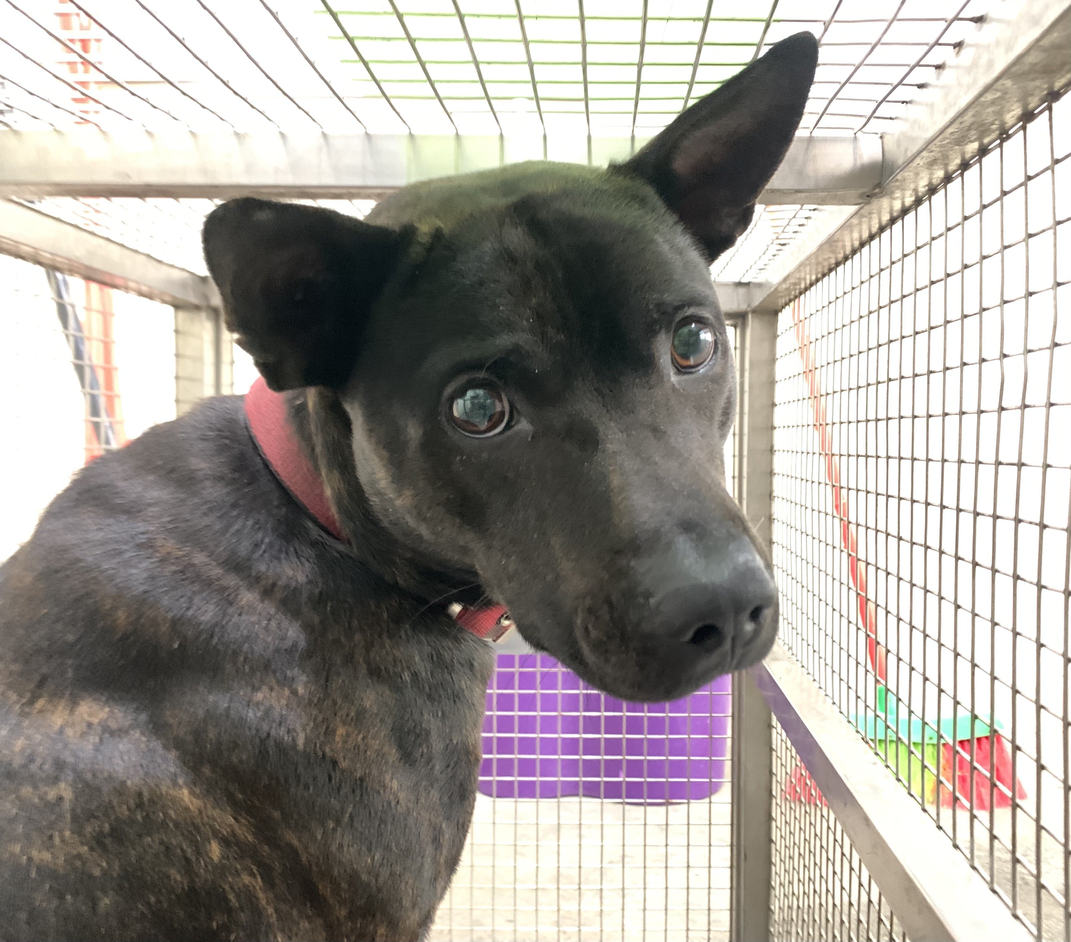 混種犬