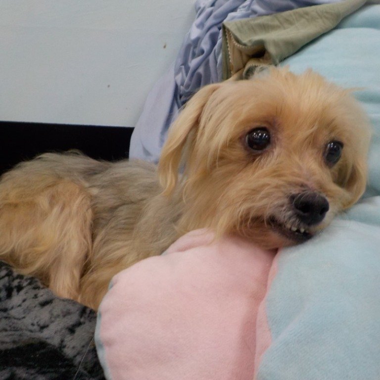 混種犬