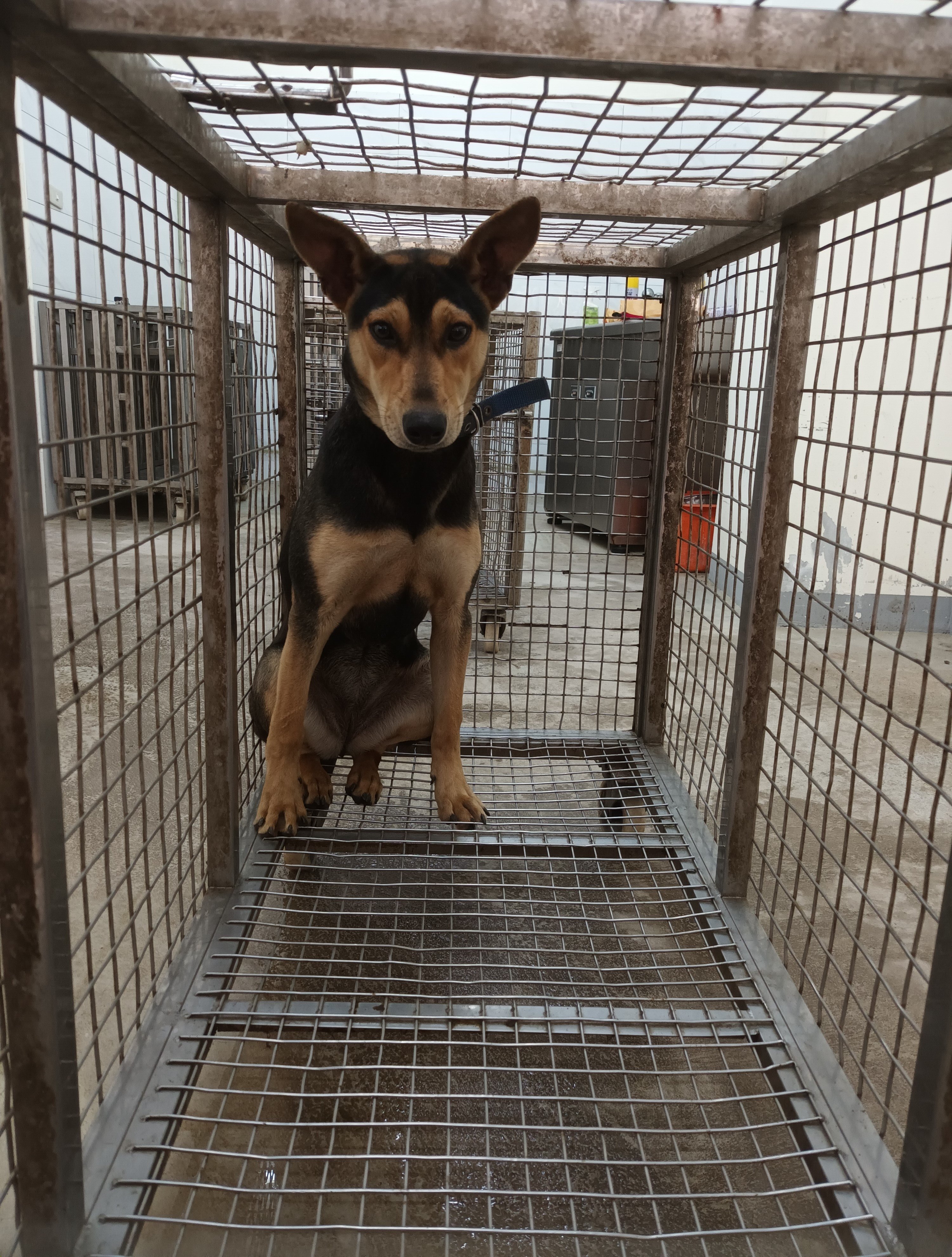 混種犬