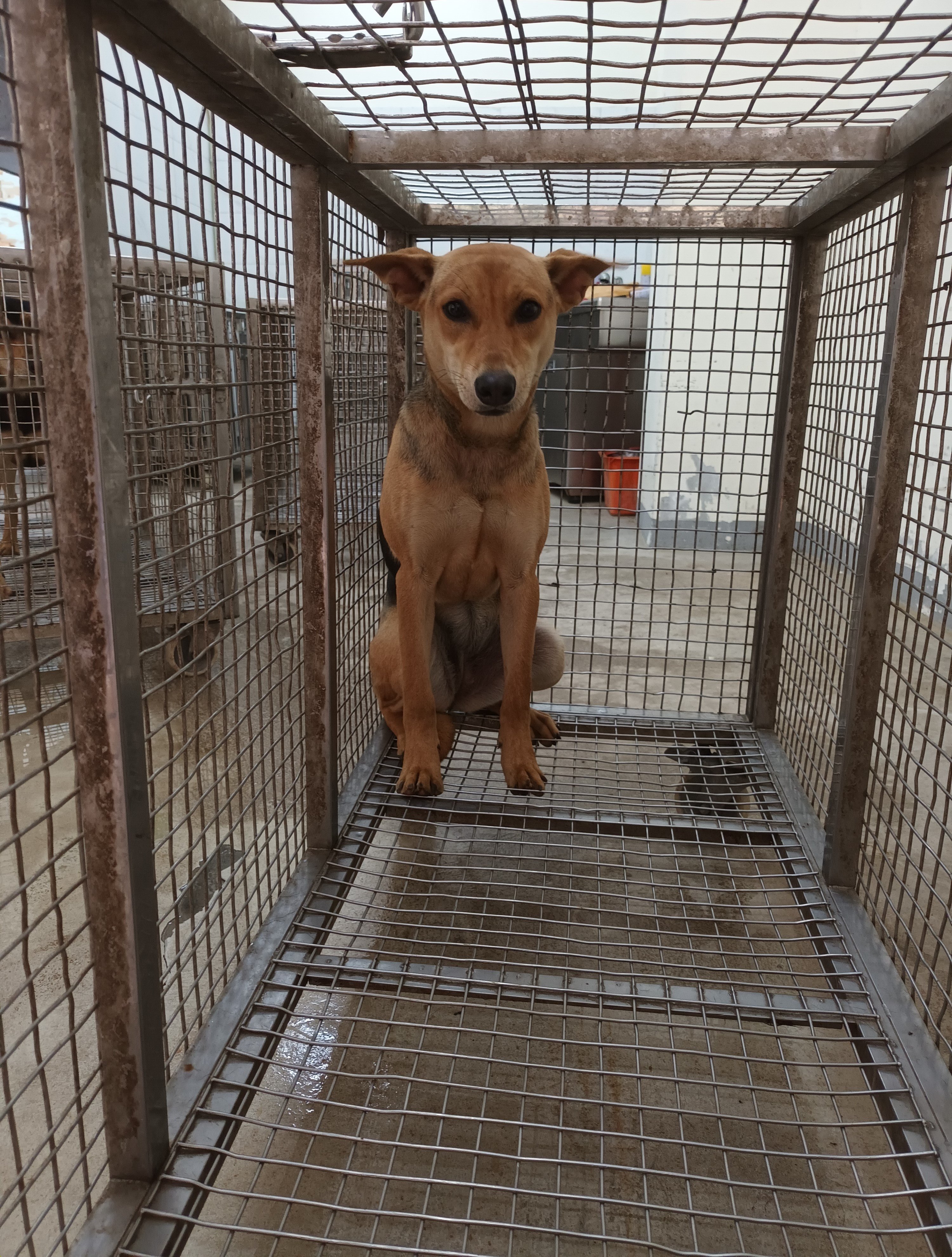 混種犬