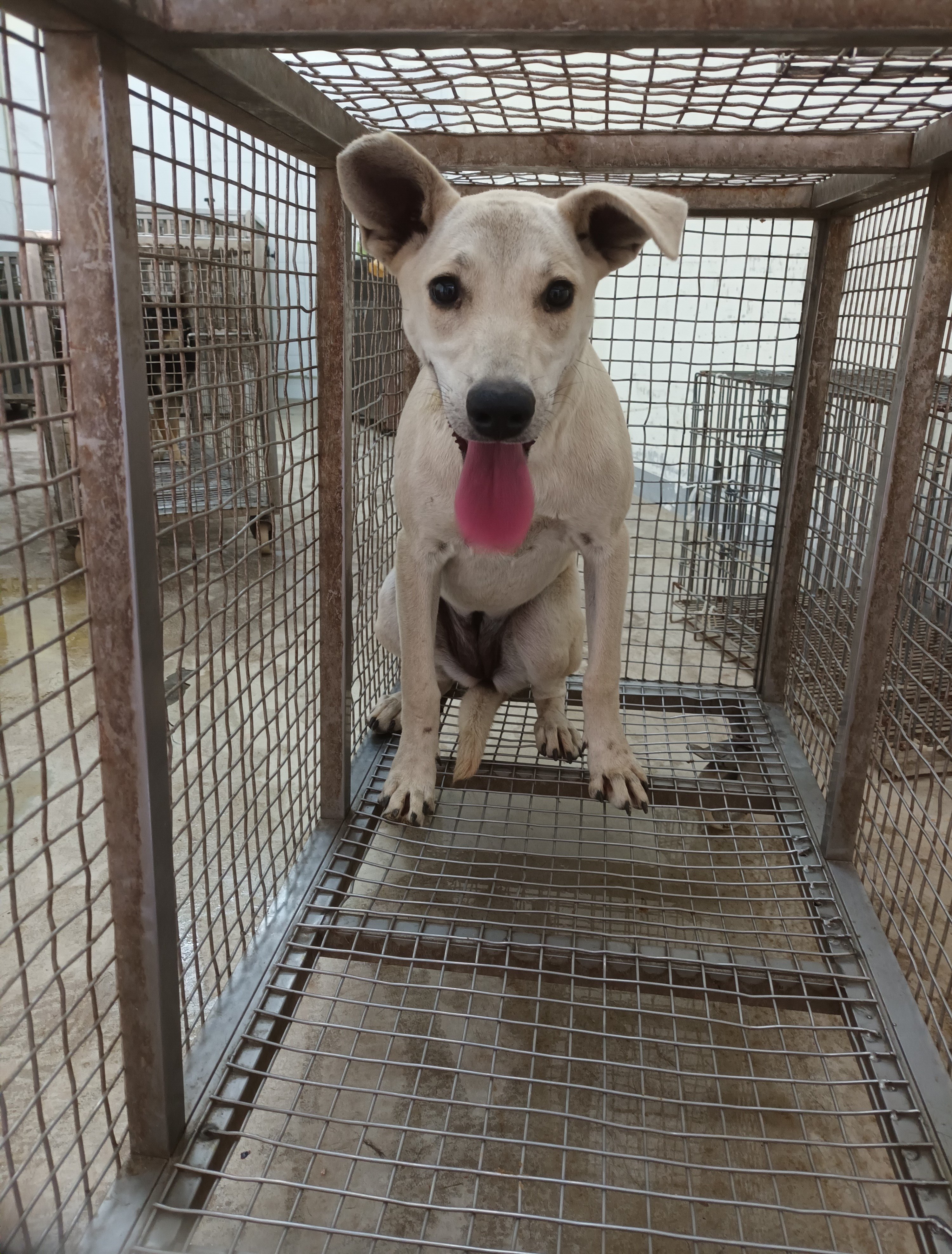 混種犬