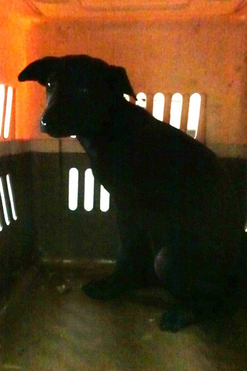 混種犬
