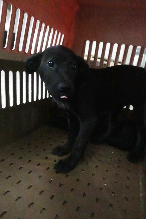 混種犬