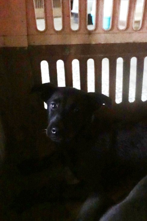 混種犬