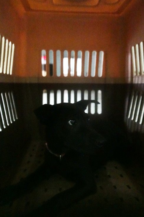 混種犬